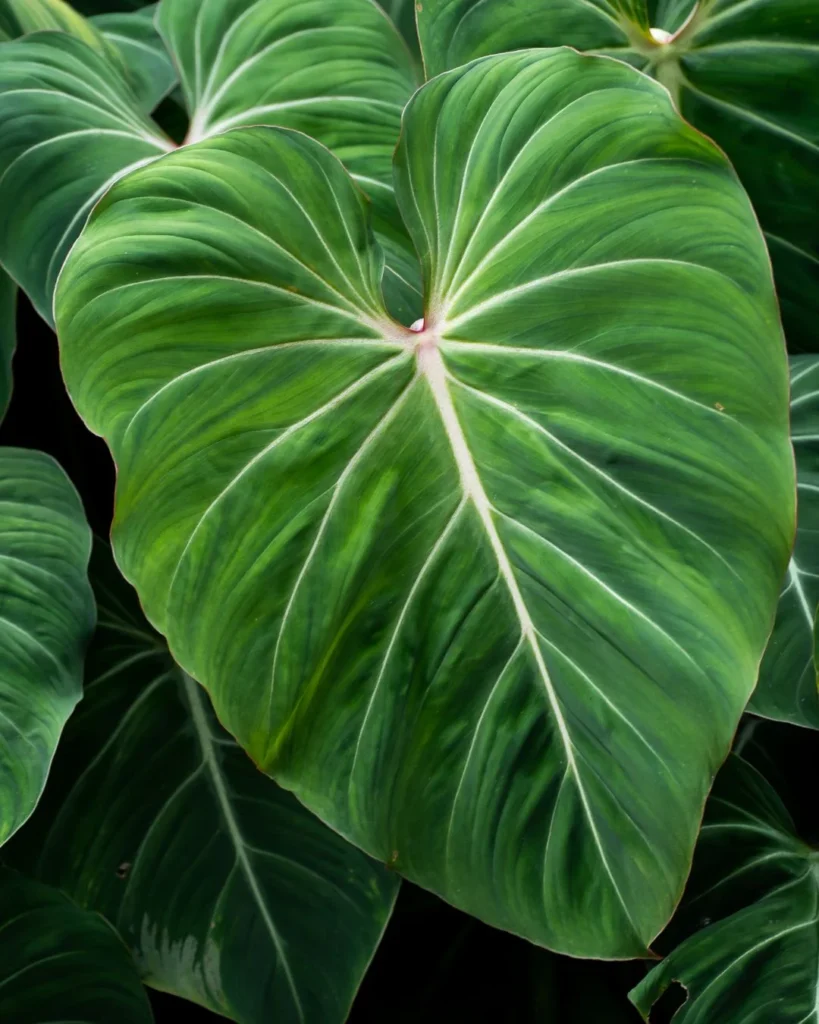 philodendron gloriosum