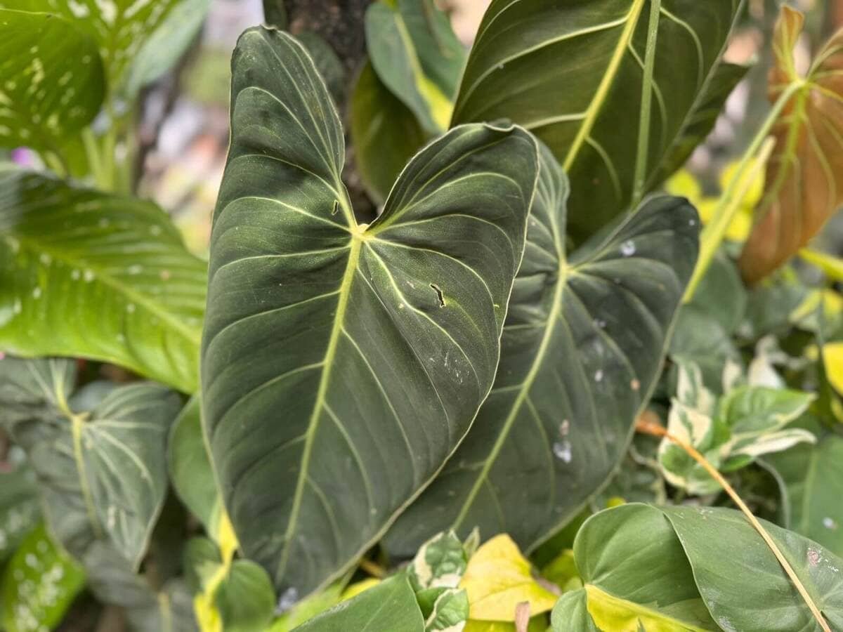 filodendro planta - foto autoral