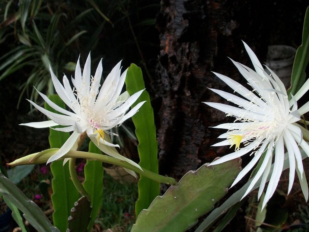 Tipos de dama da noite epiphyllum