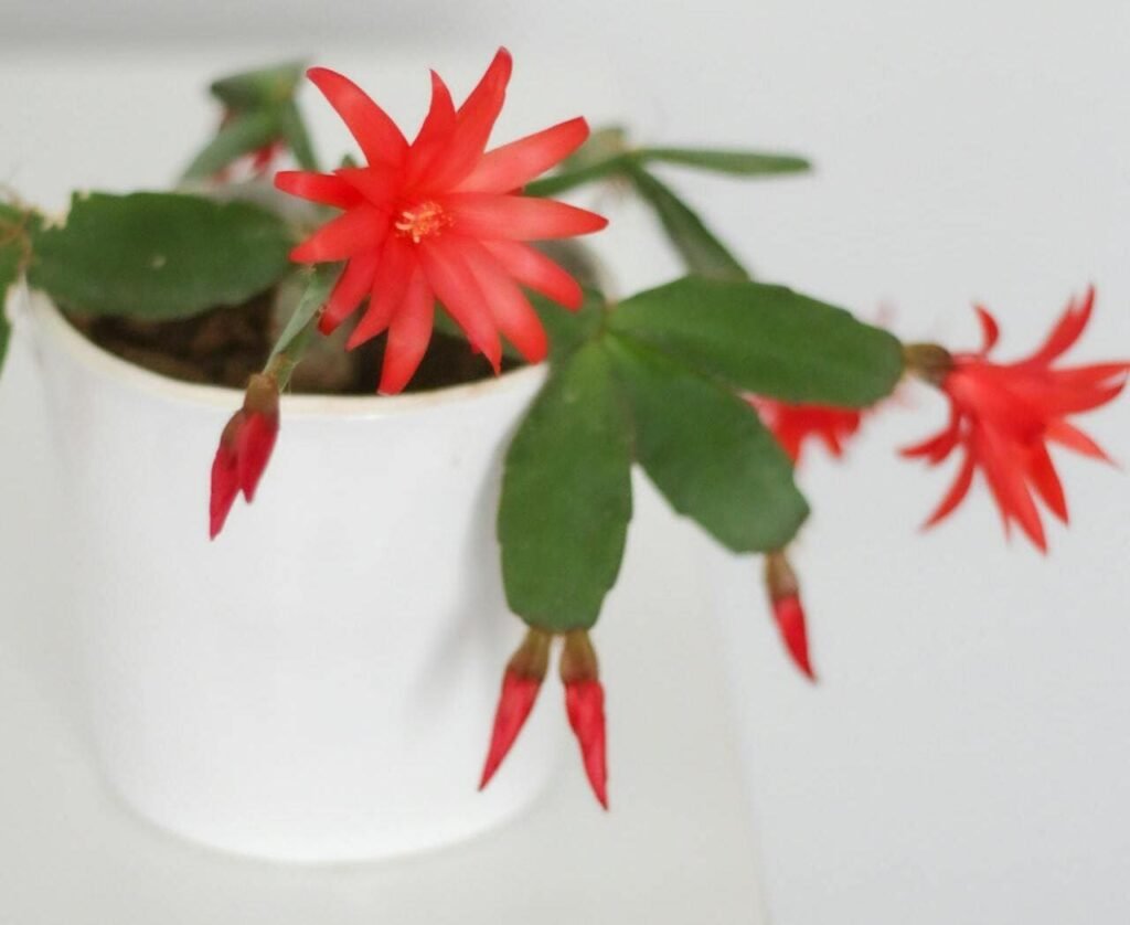 Dama da noite cultivada em vaso