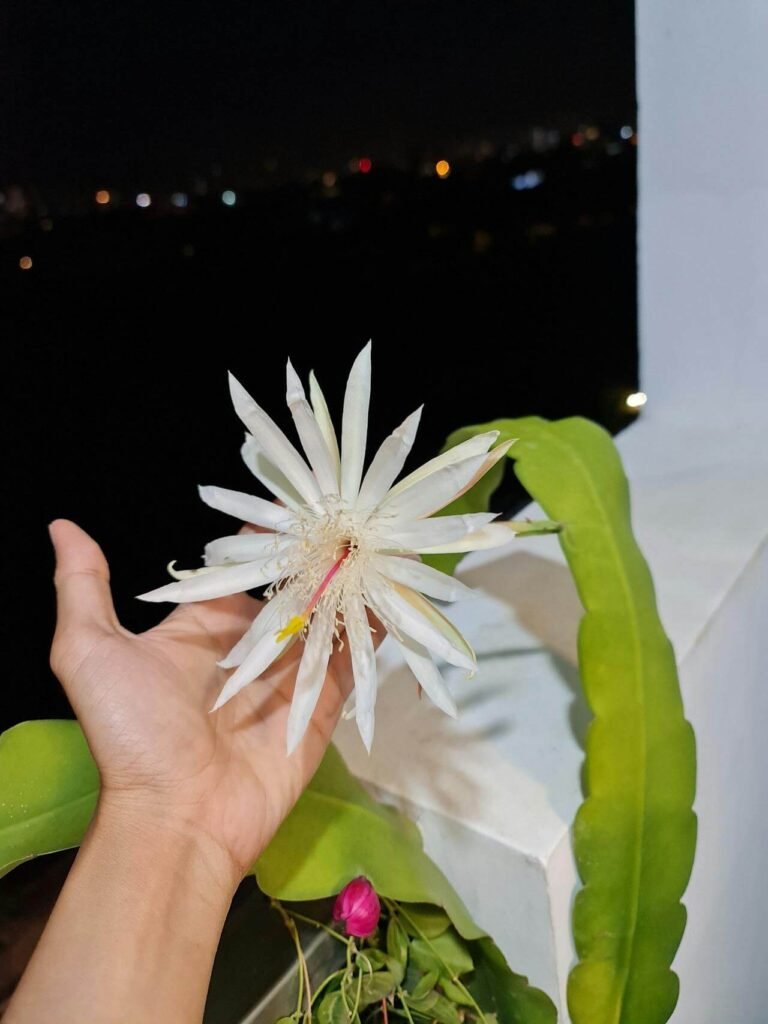 origem da flor dama da noite