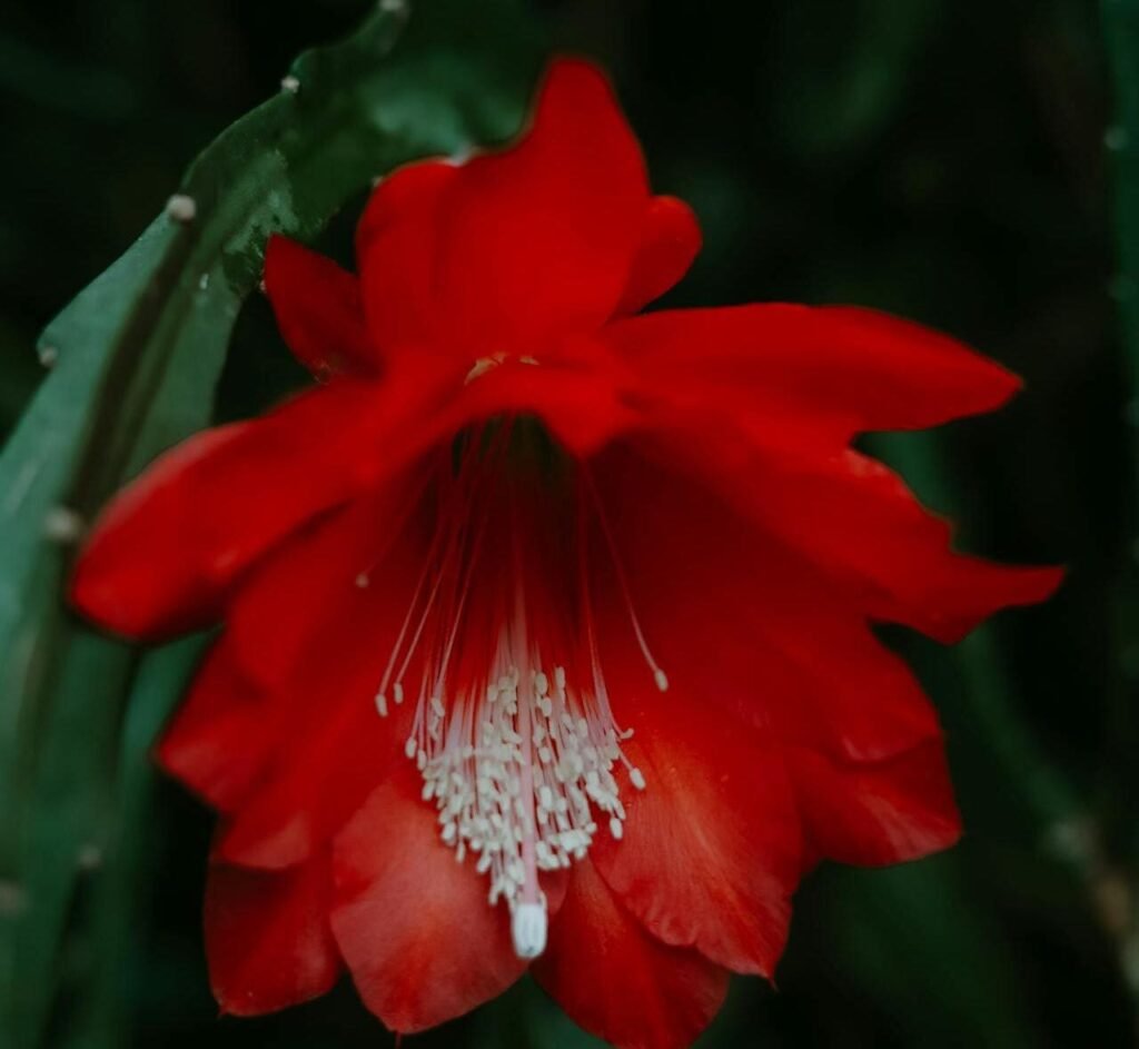 flor dama da noite vermelha