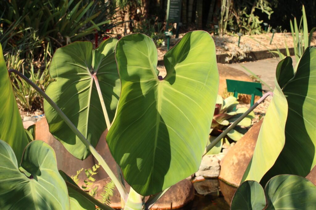 philodendron ricardoi