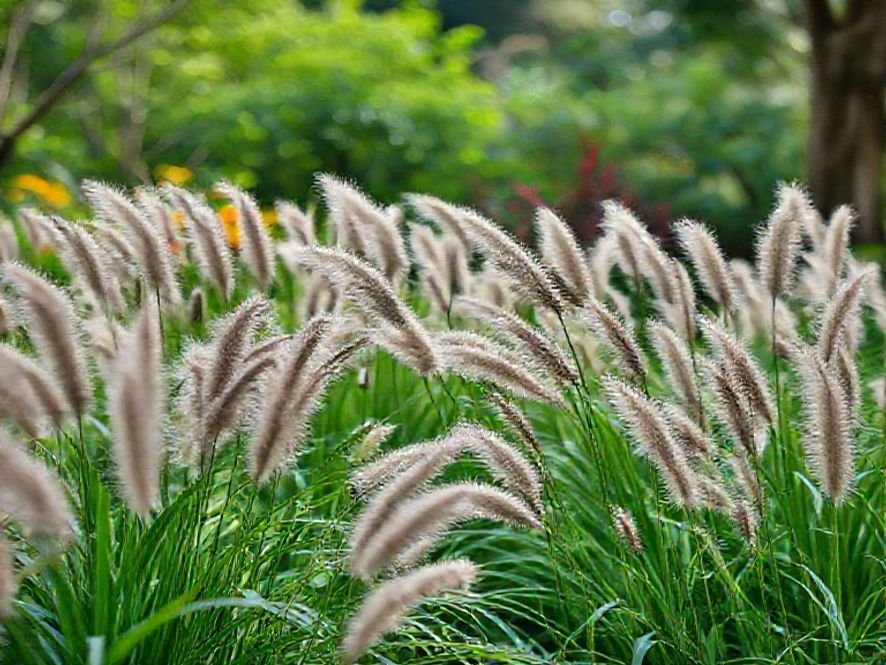 O que é Corte de grama