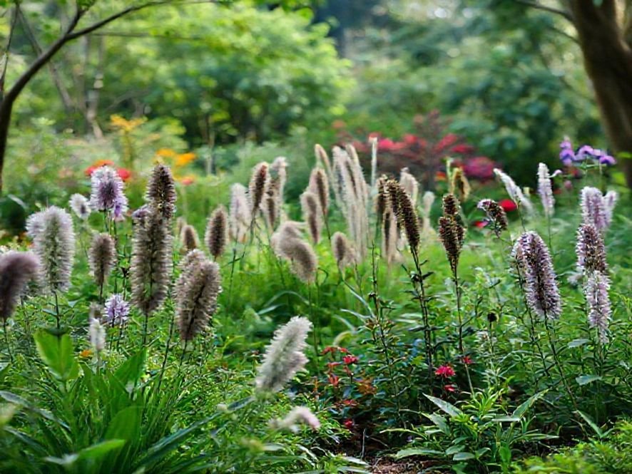 O que é Paisagismo ecológico