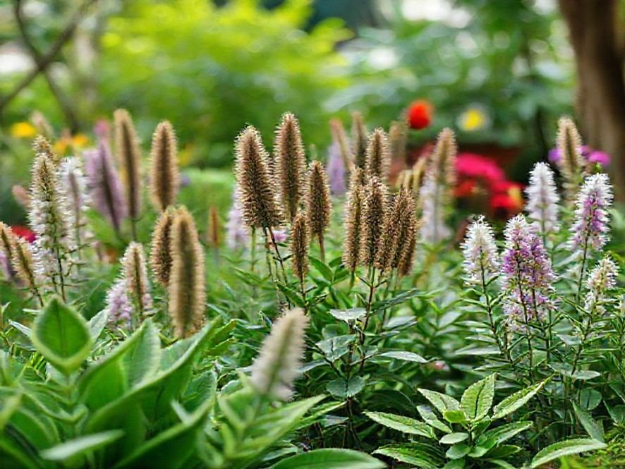 O que é Plantas de varanda