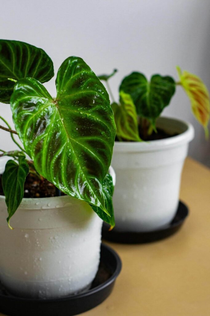 substrato para planta filodendo