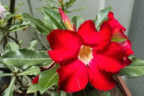 rosa do deserto como cuidar - foto autoral