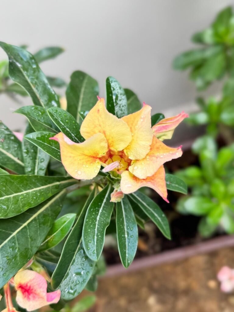 rosa do deserto amarela rara do meu jardim - foto autoral