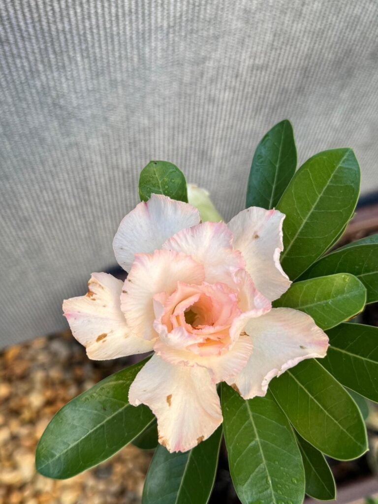 maravilhosa Rosa do deserto branca do meu jardim. Foto autoral