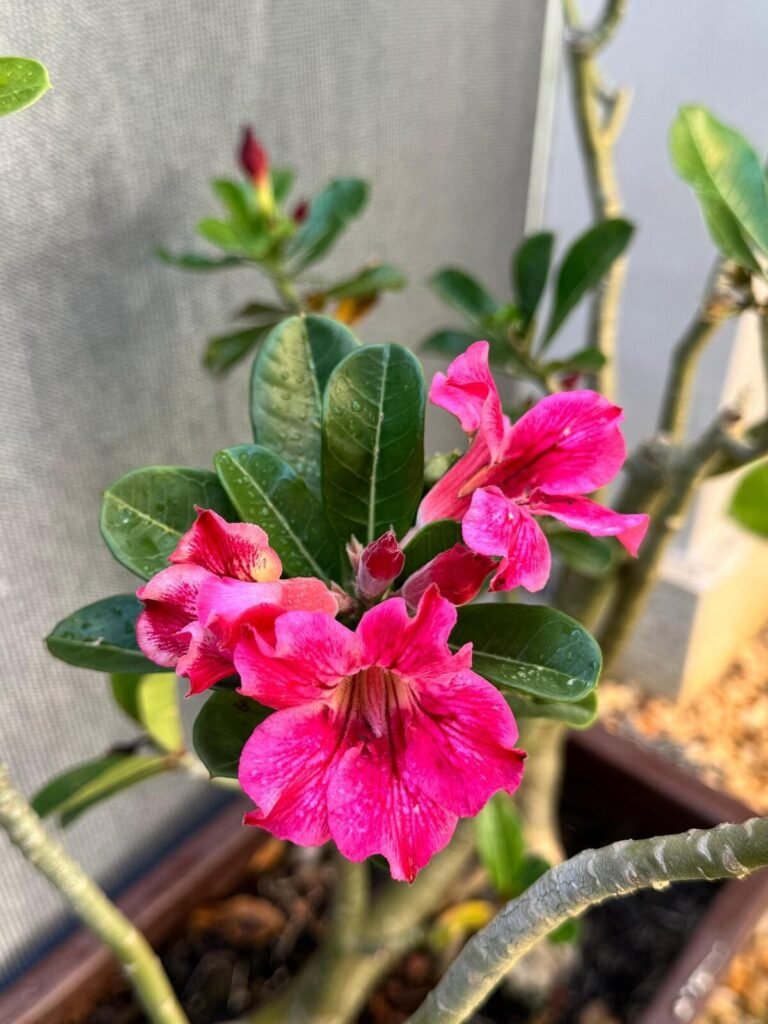 rosas do deserto no meu jardim - foto autoral