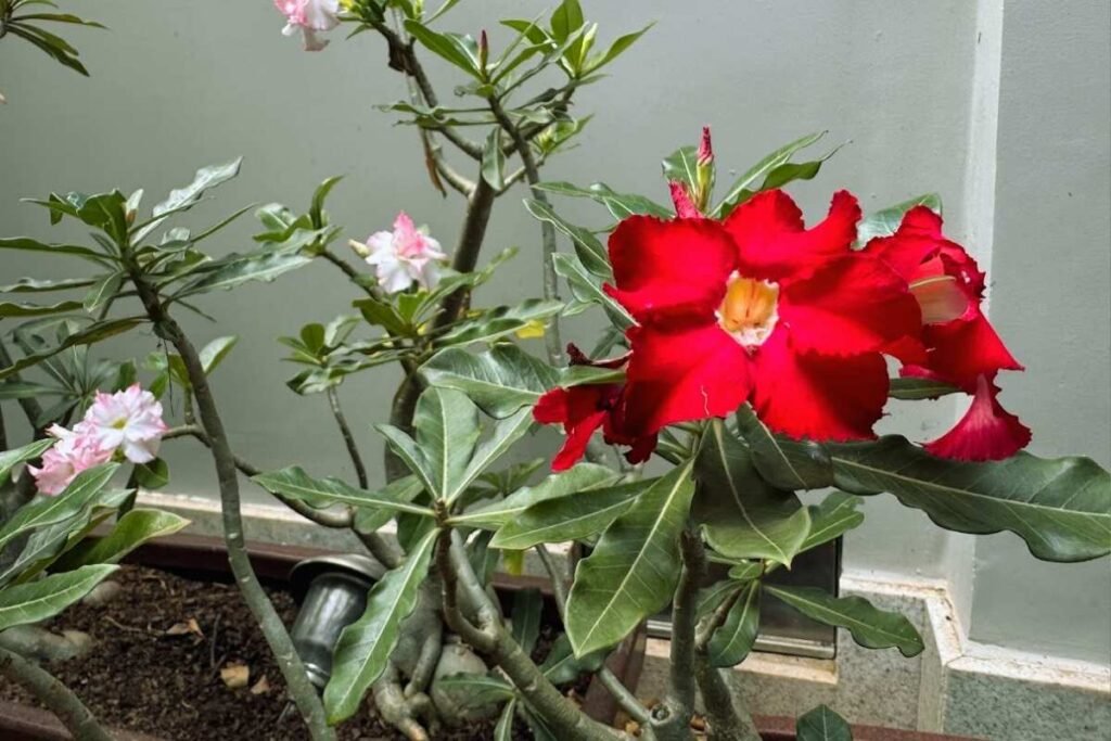 Rosa-do-deserto planta suculenta com flores vibrantes - foto autoral