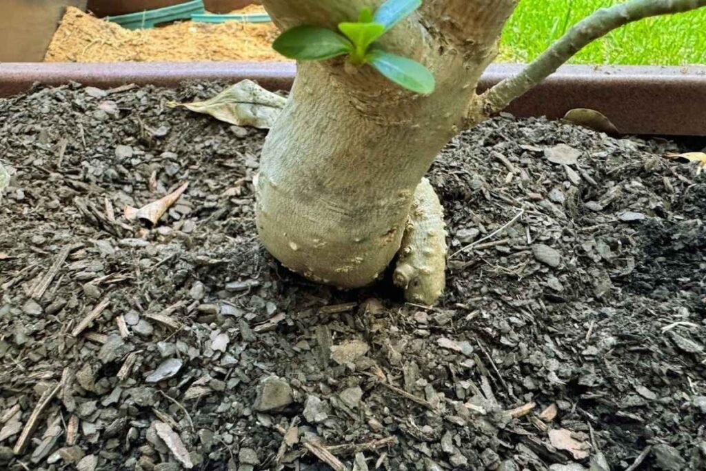 Substrato ideal para rosa do deserto