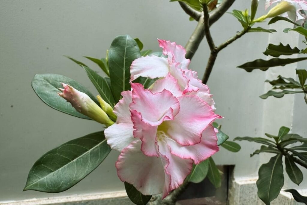 lindissima flor rosa de rosa do deserto do meu jardim - foto autoral