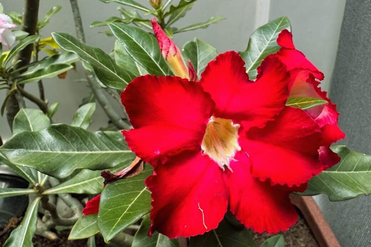 rosa do deserto como cuidar - foto autoral