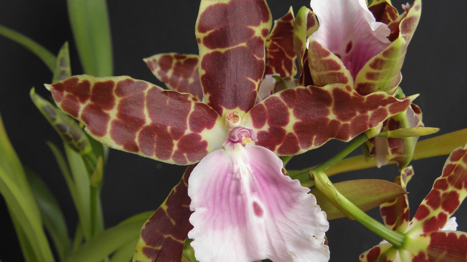 Orquídea Híbrida MIltonia Lamarckiana