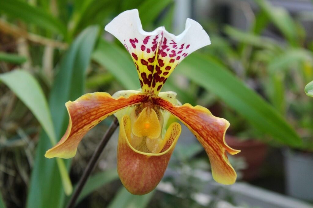 orquídea paphiopedilum