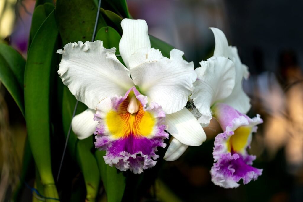 Cattleya Labiata