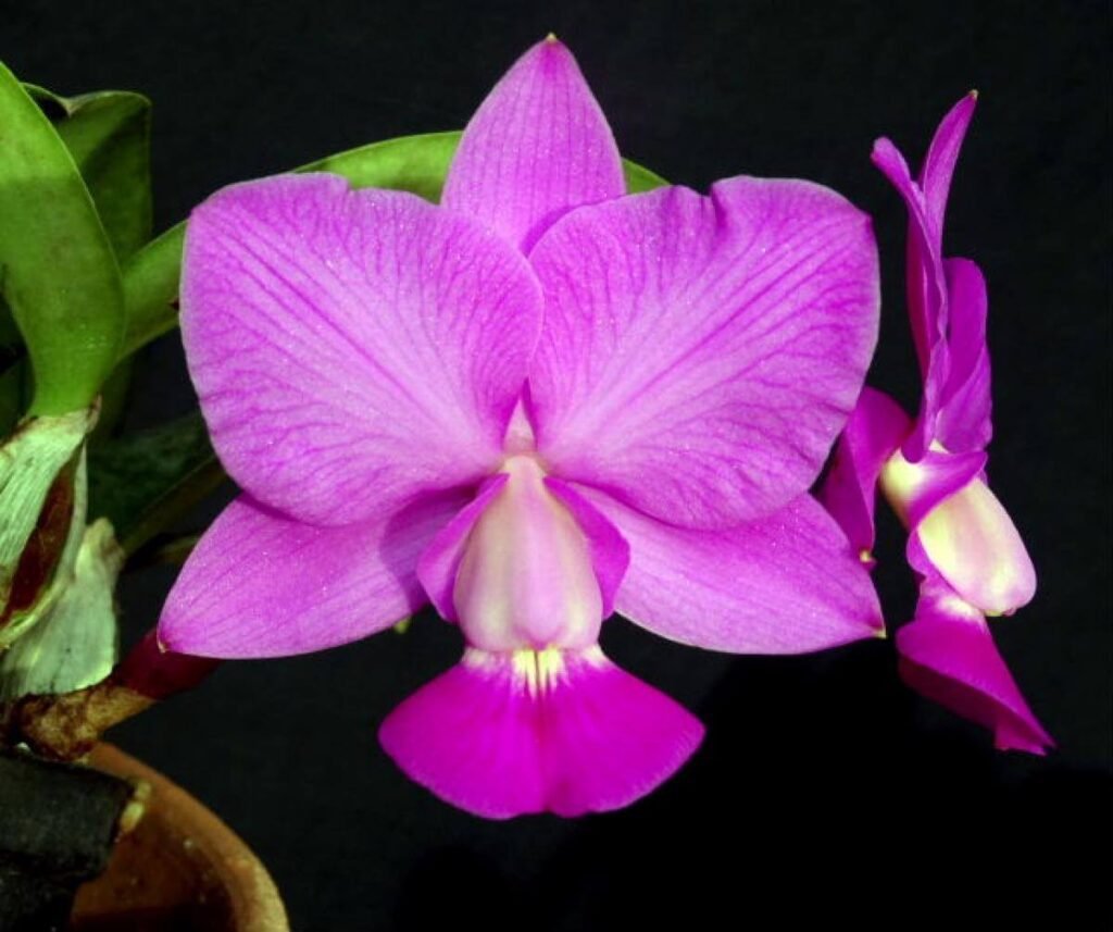 cattleya walkeriana (feiticeira)