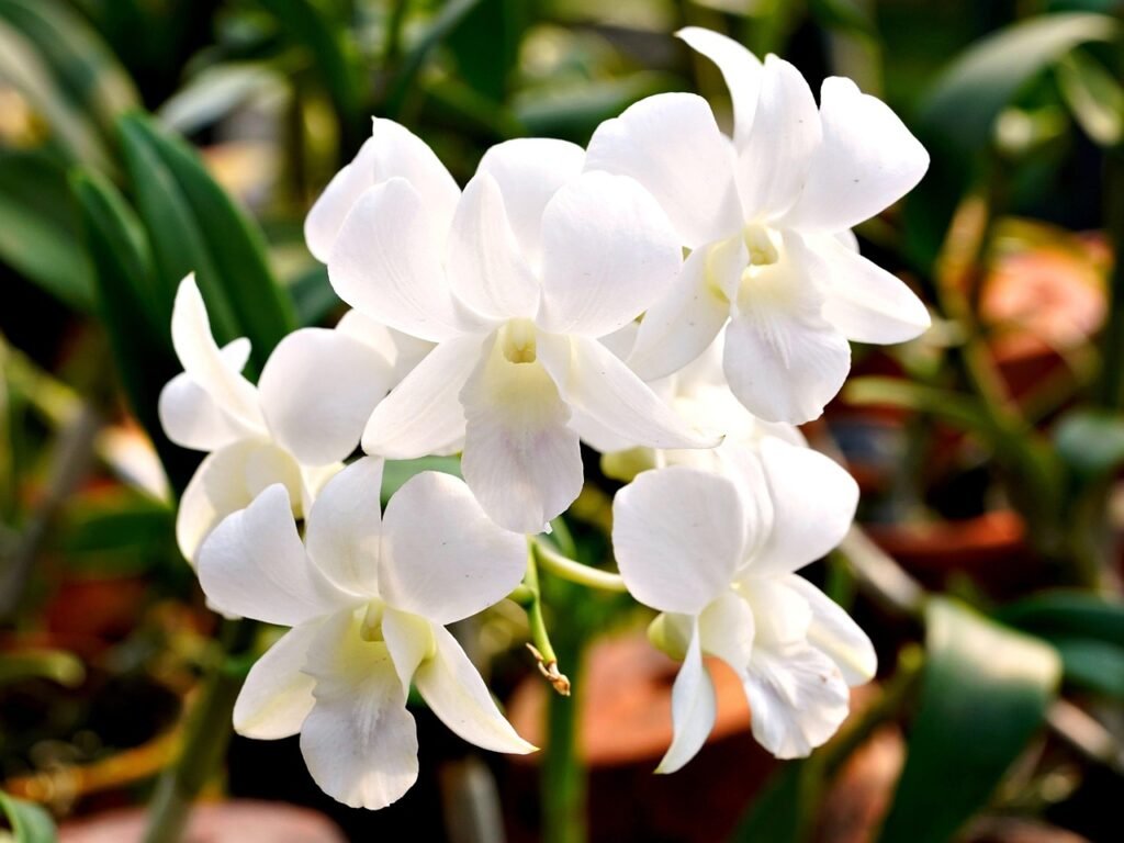 Orquídea Dendrobium