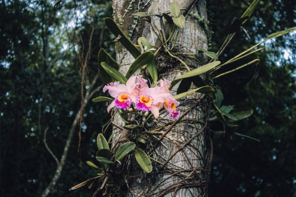 Orquídeas epífitas crescendo sobre árvores em seu habitat natural
