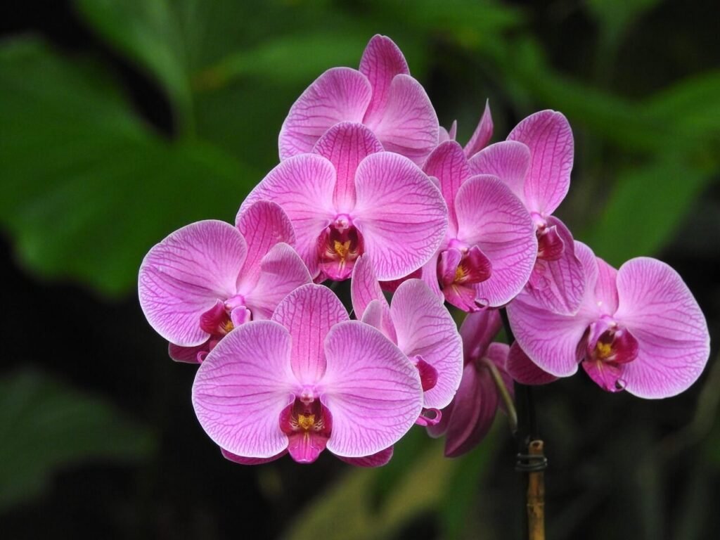 orquídea phalaenopsis