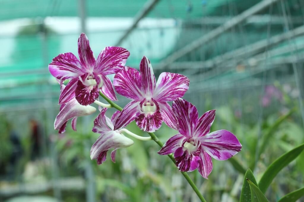 Cultivo de orquídeas com substrato adequado e boa drenagem