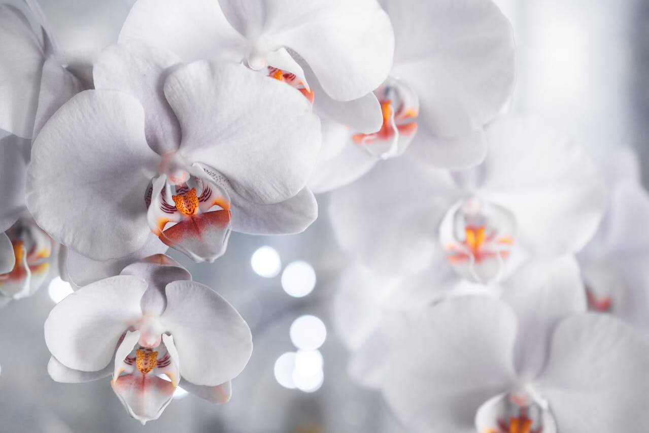 tipos de orquídeas