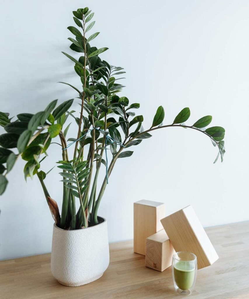 Zamioculca decorando sala de estar moderna em vaso elegante