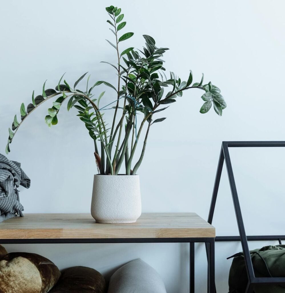 Zamioculca em prateleira alta fora do alcance de crianças e pets demonstrando posicionamento seguro em casa
