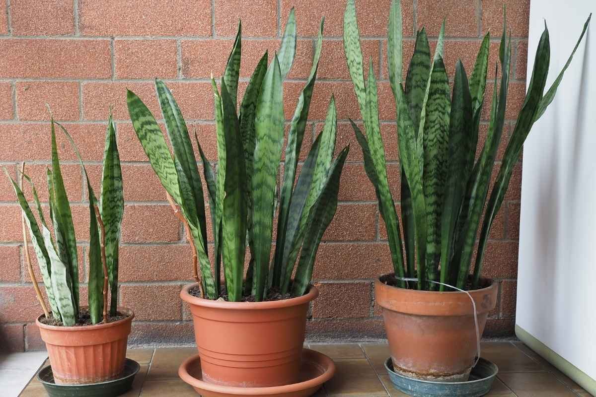 Espada de São Jorge