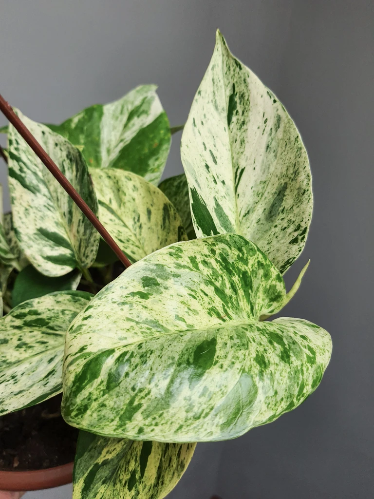 planta jiboia branca marble queen