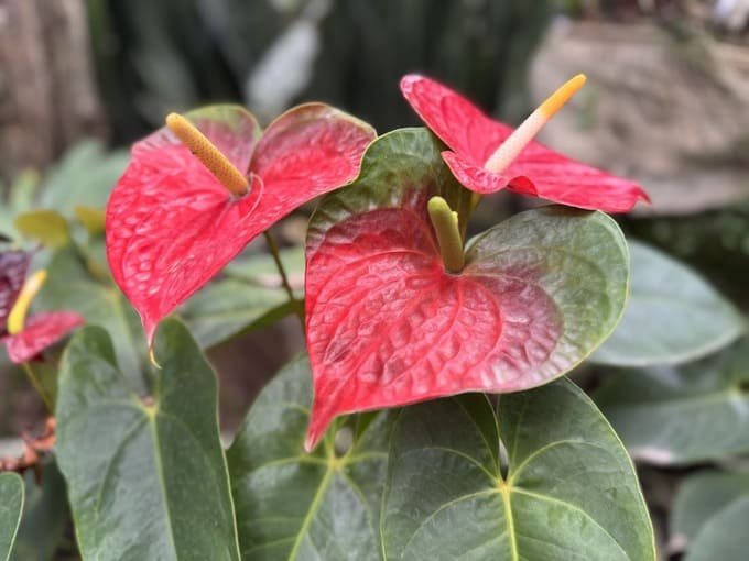 flor antúrio - foto autoral