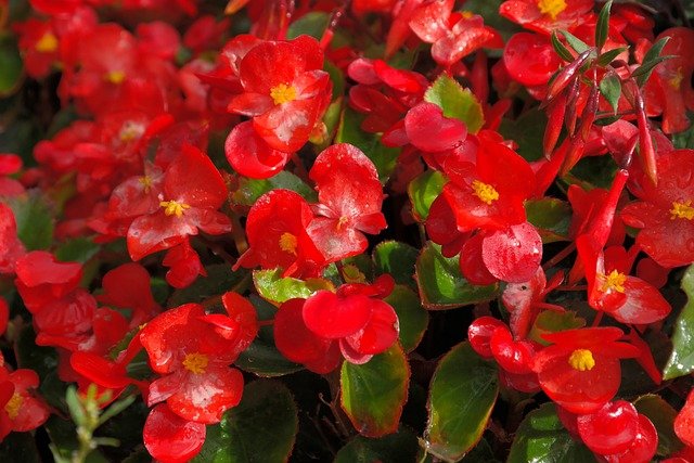 flor begonia