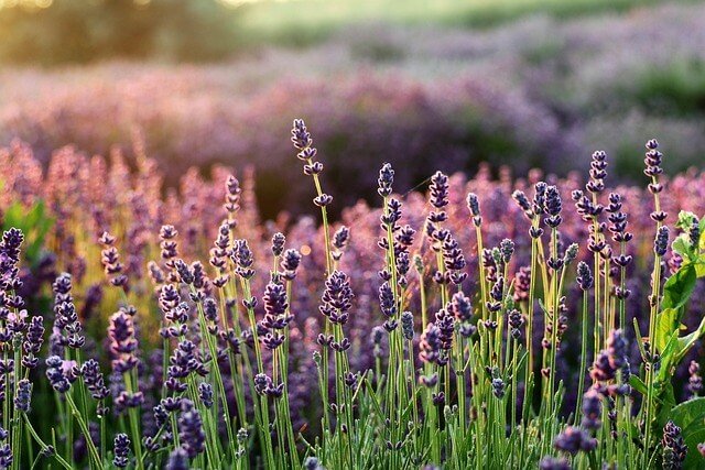 flores de lavanda