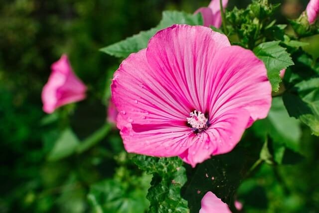 flor lavatera