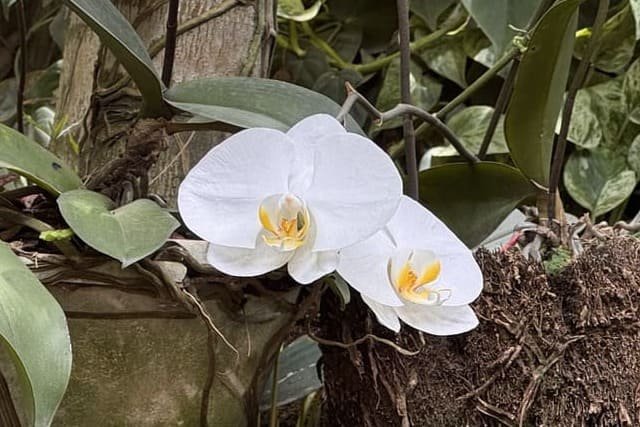 orquídea Phalaenopsis - foto autoral
