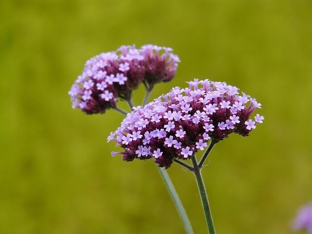 flor verbena