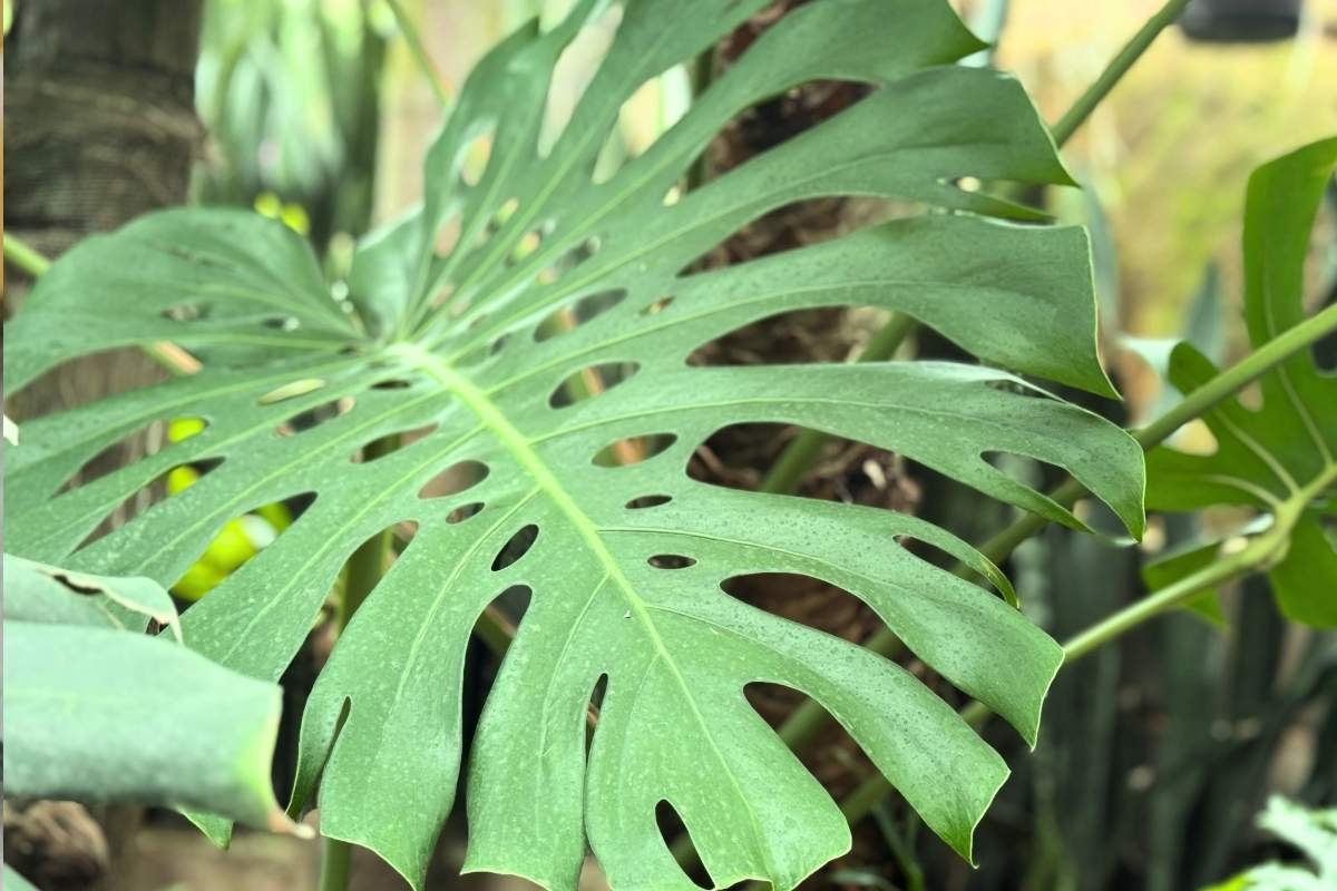 costela de adão - foto autoral